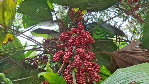 Lush Palm Tree Clustered with Vibrant Red Berries Video stock 297385707