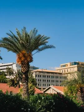 Lush palm tree dominates foreground, partially obscuring view of diverse Stock Photos