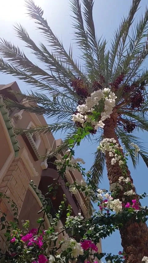 Lush palm tree Stock Footage 335593149