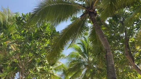 Lush palm tree fronds creating a canopy under a clear blue sky Stock Footage 277609967