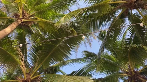 Lush palm tree fronds creating a canopy under a clear blue sky Stock Footage 277609977