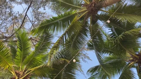 Lush palm tree fronds creating a canopy under a clear blue sky Stock Footage 277609978