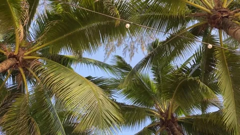 Lush palm tree fronds creating a canopy under a clear blue sky Stock Footage 277610004