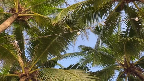 Lush palm tree fronds creating a canopy under a clear blue sky Stock Footage 277610029