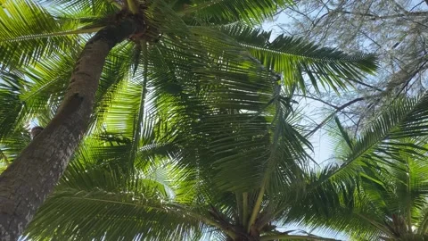Lush palm tree fronds creating a canopy under a clear blue sky Stock Footage 277610176
