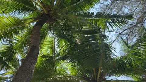 Lush palm tree fronds creating a canopy under a clear blue sky Stock Footage 277610258