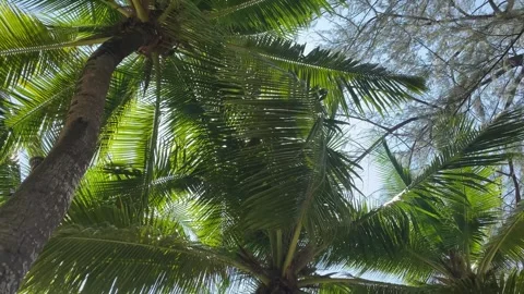 Lush palm tree fronds creating a canopy under a clear blue sky Stock Footage 277610274