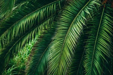 Lush palm tree leaves creating a tropical ambiance Stock Photos