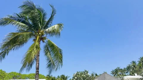 Lush palm tree swaying gently against clear blue sky tropical paradise vaca.. Vídeo Stock 333493494