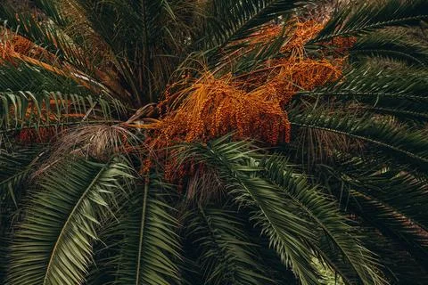 Lush palm tree with vibrant orange clusters in tropical garden setting Stock Photos