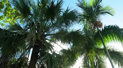 Lush Palm Trees with a Clear Sky in The Bahamas 스톡 동영상 58845666