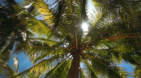 Lush palm trees with coconuts from low angle, sun flare Video stock 67412499