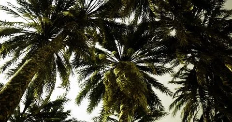 Lush palm trees create a tropical canopy under a bright sky Stock Illustration