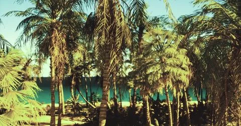 Lush palm trees frame a serene beach view under bright sunlight Ilustración de archivo