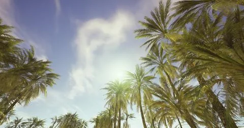 Lush palm trees reaching for a bright sky near a tropical beach location Stock Illustration