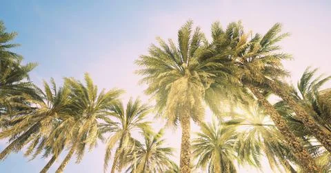 Lush palm trees reaching toward a bright sky during sunny day Stock Illustration
