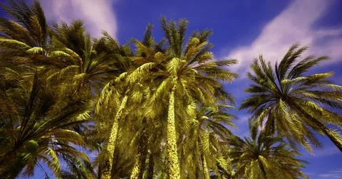 Lush palm trees reaching towards a bright blue sky in a tropical setting 스톡 일러스트