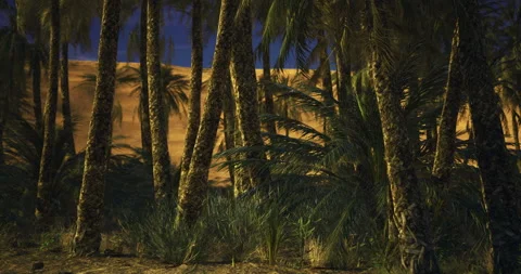 Lush palm trees stand against the backdrop of desert sands during twilight Stock Footage 316625777