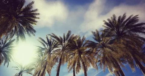 Lush palm trees stretch towards a vibrant sky during a sunny day Stock Illustration