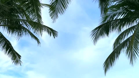 Lush palm trees sway gently against a backdrop of clear blue skies Stock-Footage 337084129