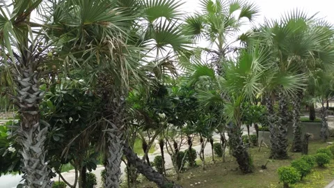 Lush Palm Trees Tower Above Tropical Landscape During Overcast Afternoon Stock Footage 280652791