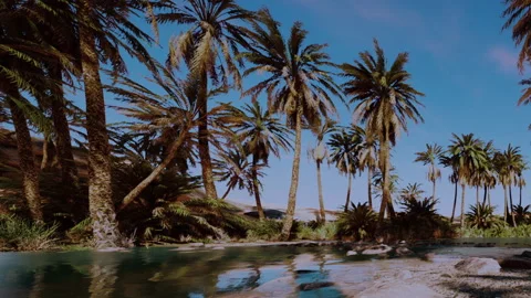 Lush Palm Trees by a Tranquil Oasis Under a Bright Blue Sky Stock Footage 347256596