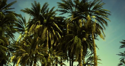 Lush palm trees under a clear blue sky in a tropical paradise setting Video stock 324714235