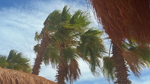 Lush Palms Sway In Wind. Tropical Environment With Rustling Leaves And Bright Vídeos de archivo 337940244