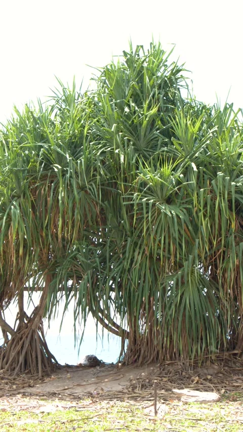 Lush Pandanus Tree with Prop Roots on a Tropical Beach in Phuket Stock Footage 328624257