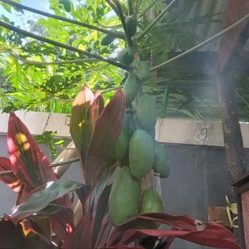Lush papaya tree 写真素材