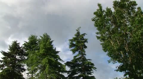 Lush Park Stock Footage 10758919