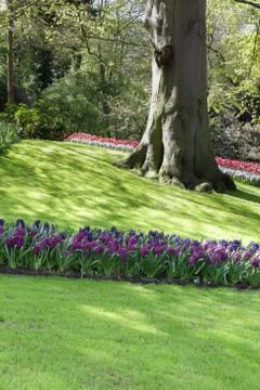 Lush park Stock Photos