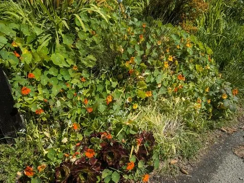 A lush patch of bright orange nasturtiums and green foliage thriving Stock Photos