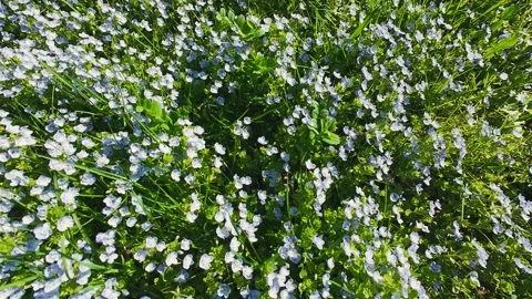 Lush patch of creeping speedwell wildflowers blankets the green field in spring. Stock Footage 337941107
