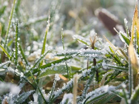Lush patch of grass coated in frost, creating an icy display in a cold winter la Stock Photos