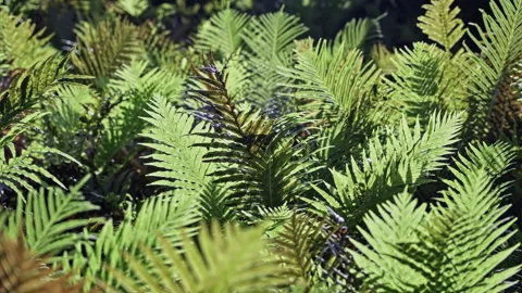 Lush Patch of Green Ferns Growing Along the Roadside in Natural Light  Stock Footage 324604034