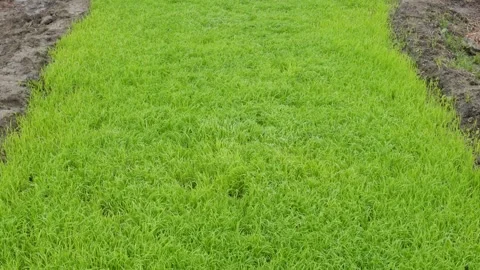 Lush patch of green grass Stock Footage 332562127