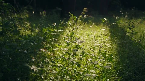 A lush patch of green plants and small white wildflowers illuminated by sun.. Stock Footage 345636002