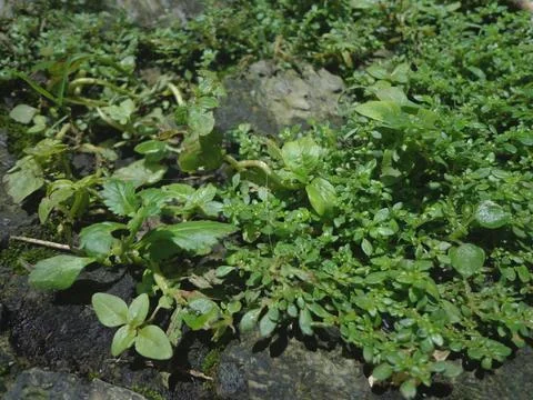 A lush patch of Pilea microphylla Stock Photos