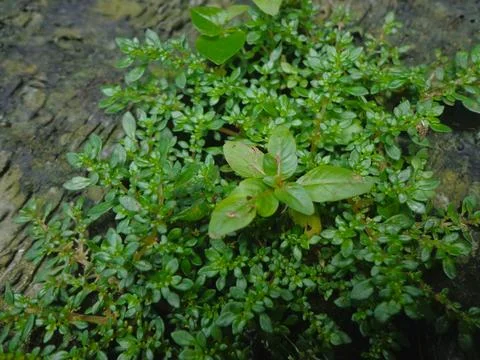 A lush patch of Pilea microphylla 스톡 사진