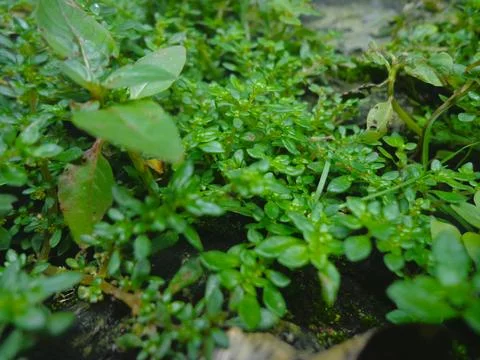 A lush patch of Pilea microphylla Фото