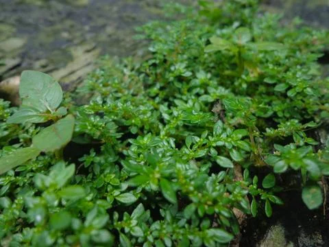 A lush patch of Pilea microphylla Stock-Fotos