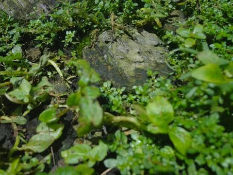 A lush patch of Pilea microphylla Foto stock