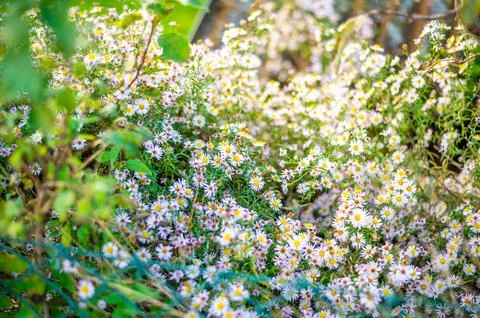A lush patch of wildflowers with small white and pink daisy-like blooms, sc.. Stock-Fotos