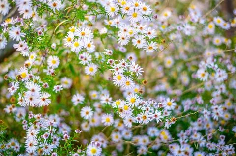 A lush patch of wildflowers with small white and pink daisy-like blooms, sc.. Stock-Fotos