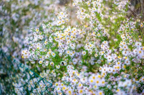 A lush patch of wildflowers with small white and pink daisy-like blooms, sc.. Stock-Fotos