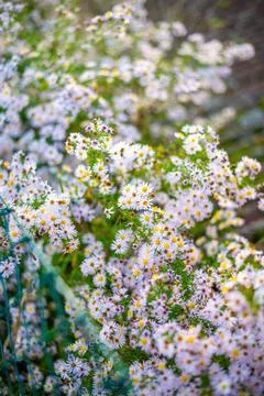 A lush patch of wildflowers with small white and pink daisy-like blooms, sc.. Stock-Fotos