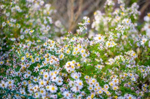 A lush patch of wildflowers with small white and pink daisy-like blooms, sc.. Foto stock