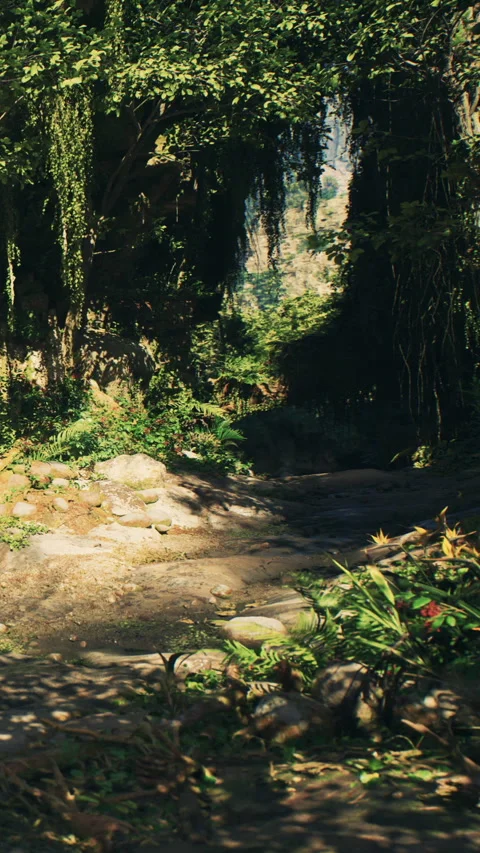 Lush path with greenery and sunlight in a forest setting on a bright day Stock Footage 342191707