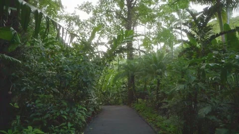 Lush Path Through a Tropical Botanical Garden in Hawaii Video stock 317155203